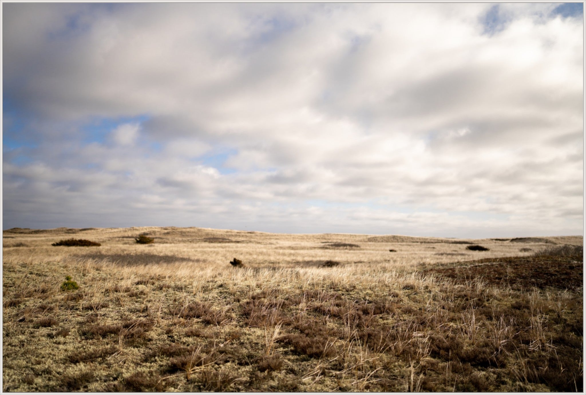 Dune Meadow