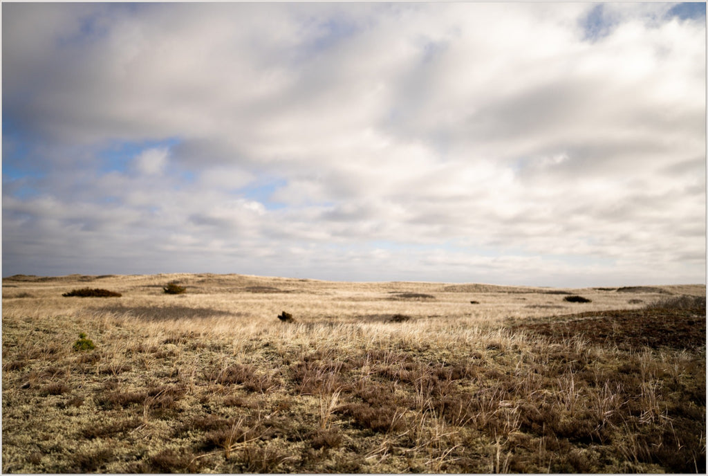 Dune Meadow