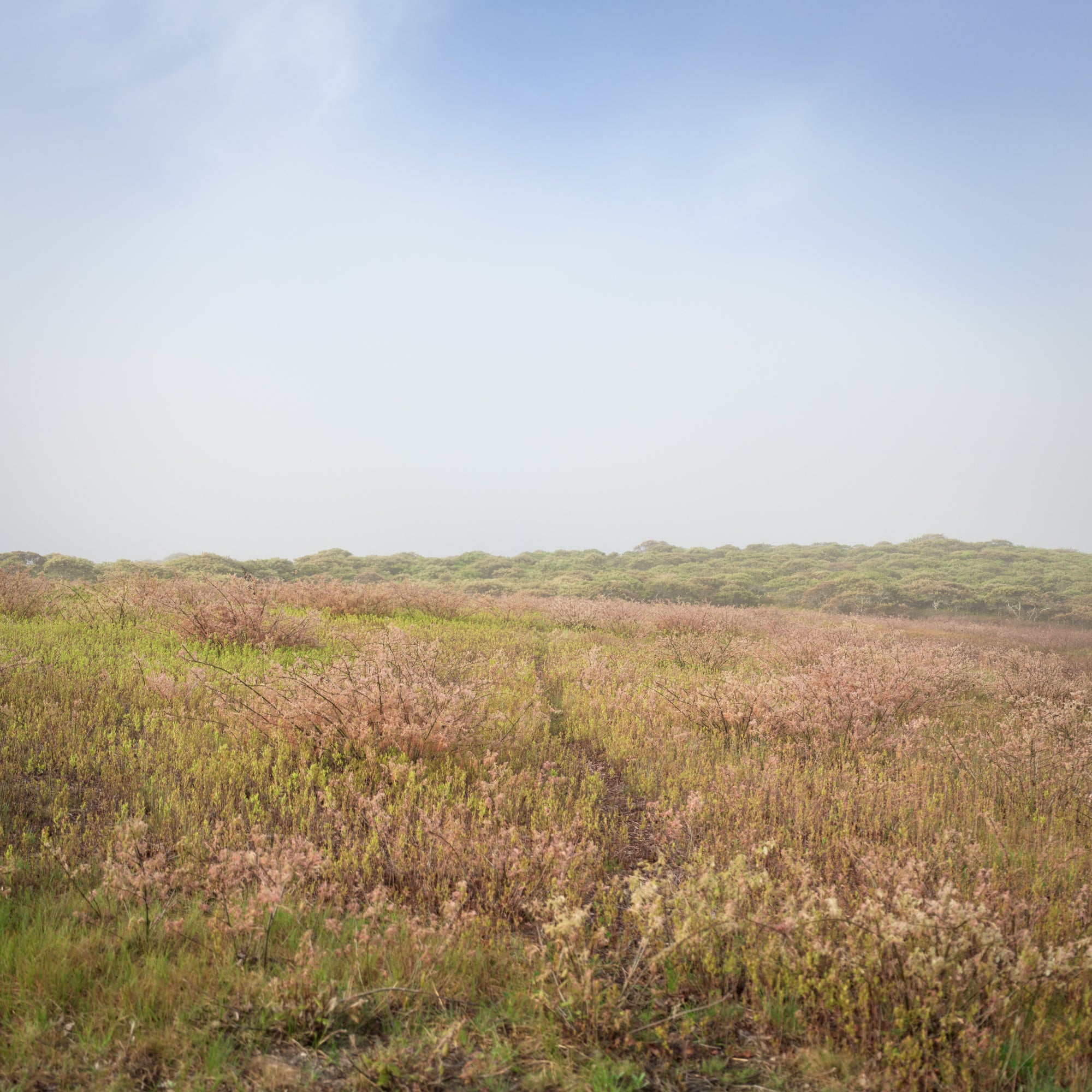 Heathland Hush