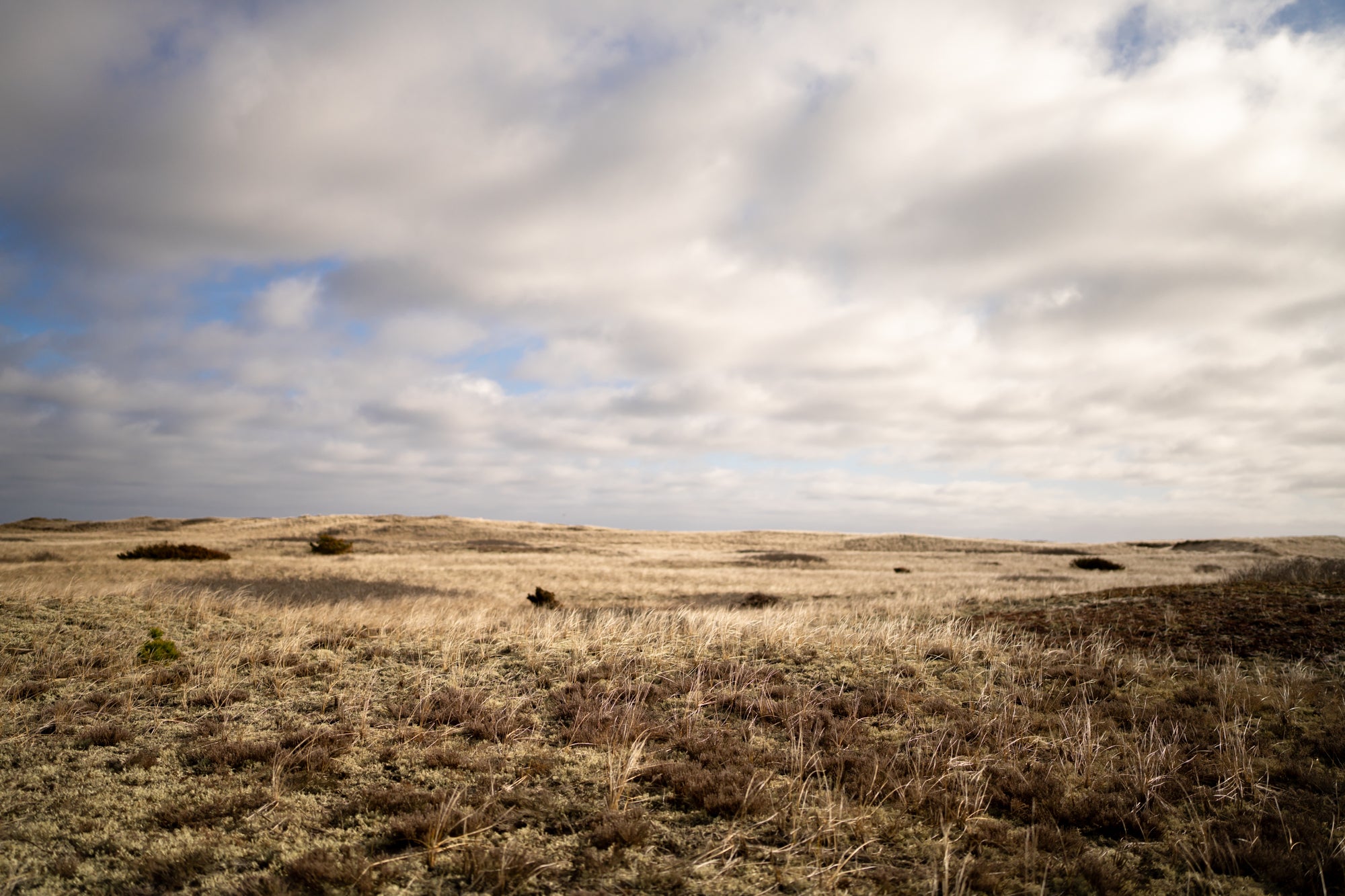 Dune Meadow